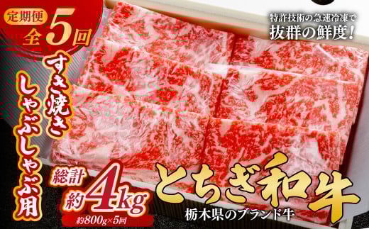 ＜定期便5回＞とちぎ和牛のすき焼き・しゃぶしゃぶ用 800g×5回 計約4kg【栃木県共通返礼品】 |  牛肉 肉 お肉 すき焼き しゃぶしゃぶ ロース リブロース 肩ロース 産地直送 国産 国産牛 和牛 赤身 霜降り 希少 旨味 旨み 熟成 急速冷凍 コトラミートカルチャ 栃木県 茂木町