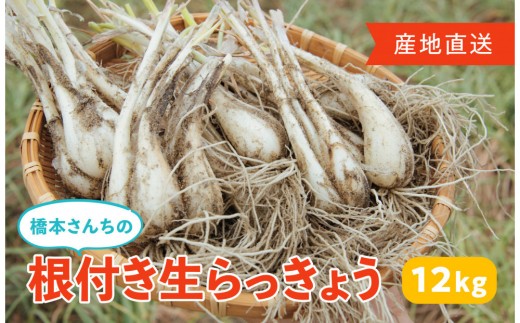 
                  橋本さんちの根付き生らっきょう 12kg
                