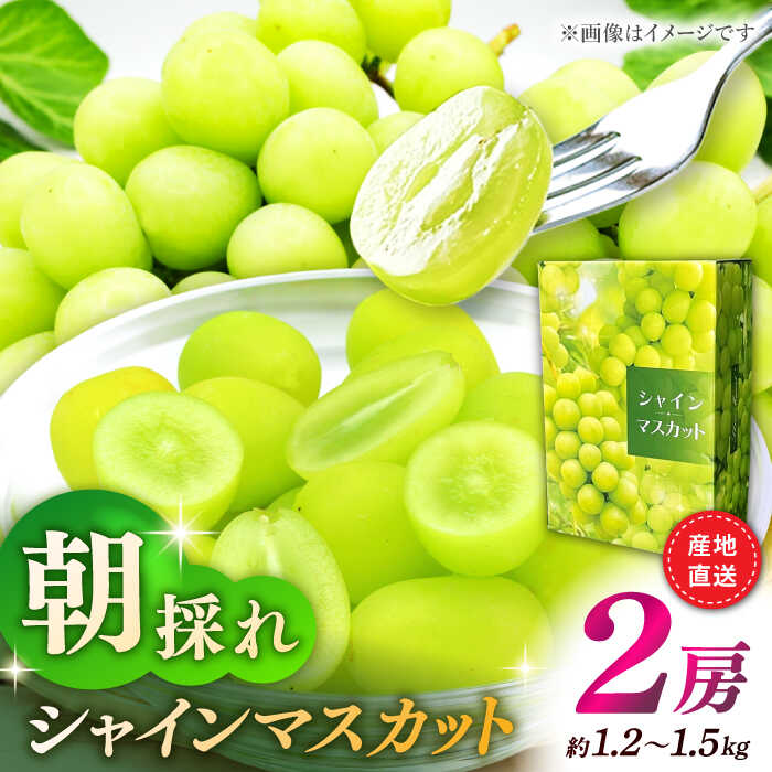 【ふるさと納税】【先行予約】シャインマスカット 2房（約1.2〜1.5kg）【城 果樹園】[ZFD001] 果物 フルーツ デザート マスカット ぶどう ブドウ 葡萄 朝採れ 朝採り 採れたて 皮ごと まるごと 食べられる 美しい 甘い 美味しい 産地直送 国産 九州 熊本県 山鹿
