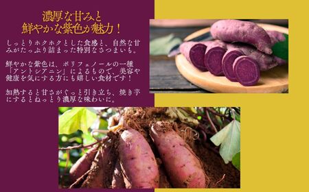 《10月中旬以降順次発送》農家直送！とろける濃密紫いも5kg 野菜 芋 いも 紫いも むらさきいも お芋 5キロ 5kg 人気 名産 ねっとり 甘い 甘味 国産 産地直送 おすすめ お中元 お歳暮 ギ