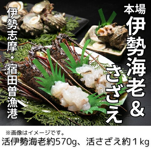 【ふるさと納税】（冷蔵） 活伊勢海老 ＆ 活さざえ （A） ／ 丸池 伊勢えび イセエビ 壺焼 さざえ 海鮮 特産 海の幸 新鮮 三重県 南伊勢町 伊勢志摩