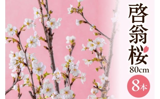【2026年 1月5日～発送】　啓翁桜 (Mサイズ) 80cm×8本 山形県 東根市　hi003-161