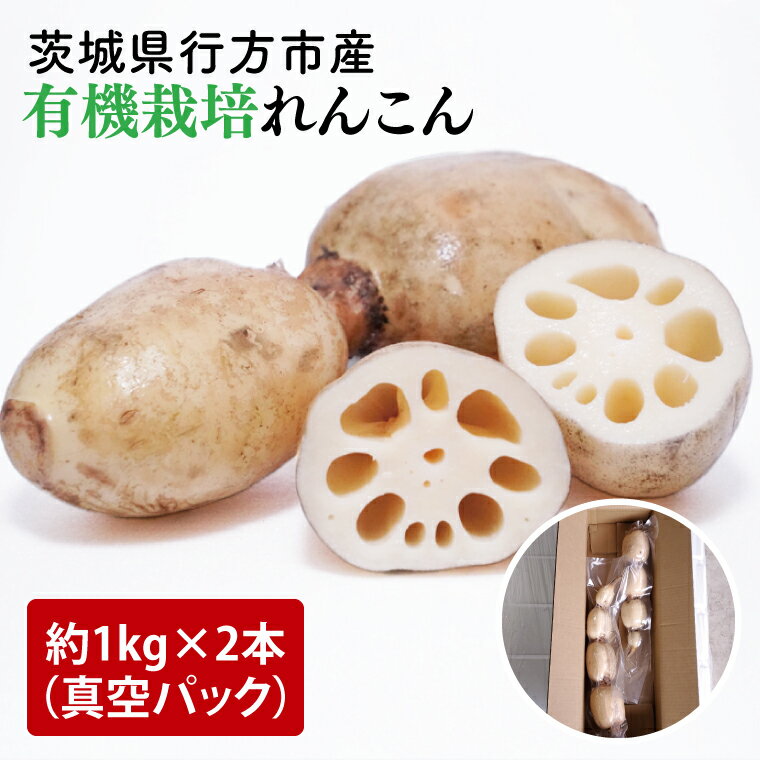 【ふるさと納税】【真空パック】【希少】【洗い】「横瀬農園の有機れんこん」 約2kg（2本入）｜農家直送 レンコン れんこん 茨城県産 野菜 根菜 行方市産 オーガニック 新鮮 栄養豊富 生産量 日本一(HB-1)