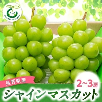 
            ＜2025年先行受付＞シャインマスカット 1kg(2～3房)_ シャインマスカット ぶどう ブドウ マスカット 葡萄 長野県 1kg 甘い 種なし 果物 くだもの フルーツ デザート 国産 産地直送 産直 贈答 ギフト プレゼント 贈り物 【1543045】
          