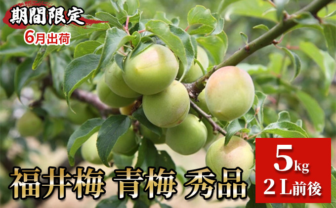 
            【期間限定・6月出荷】福井梅 青梅 秀品 5kg 2L 梅酒用 梅シロップ用 梅干し用 剣先 紅映 新平太夫 
          