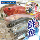 【ふるさと納税】 【嶋矢水産】 瀬戸内の鮮魚 直送便 下処理済み 産地直送 10000円 20000円 台 二人前 四人前 刺身 煮魚 焼き魚 瀬戸内海 愛媛 松山 老舗 魚 鯛 サワラ タチウオ 人気