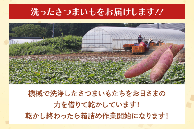 【2025年1月上旬より順次発送】茨城県産 紅はるか 訳あり サイズミックス　約10kg｜訳あり わけあり 訳アリ さつまいも サツマイモ さつま芋 紅はるか べにはるか 芋 いも 茨城県産 行方市(