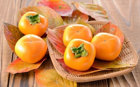 【先行予約・令和8年秋発送】とろける甘みの新道柿 5kg 種なし柿[ZB119]