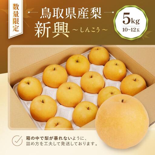 【先行予約】数量限定 鳥取県産梨 新興（しんこう） 5kg（10～12玉）|梨