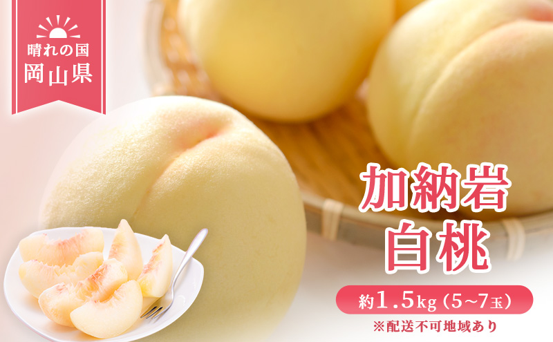 【 2026年 先行予約】 桃 岡山県産 加納岩 白桃 約1.5kg（5～7玉） 《2026年6月下旬-7月上旬頃出荷》 白桃 岡山 はくとう スイーツ フルーツ 果物 先行予約 数量限定 期間限定 岡山 里庄町 モモ もも 桃 