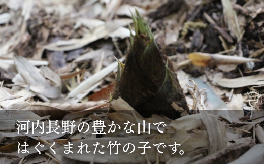 【2026年5月以降順次発送】国産 たけのこ 水煮 1.5kg 朝採れを即加工 タケノコ 竹の子 筍 小分け 長期保存 真空パック たけのこご飯 煮物 河内長野市 送料無料 こだわりの逸品 地域特産品