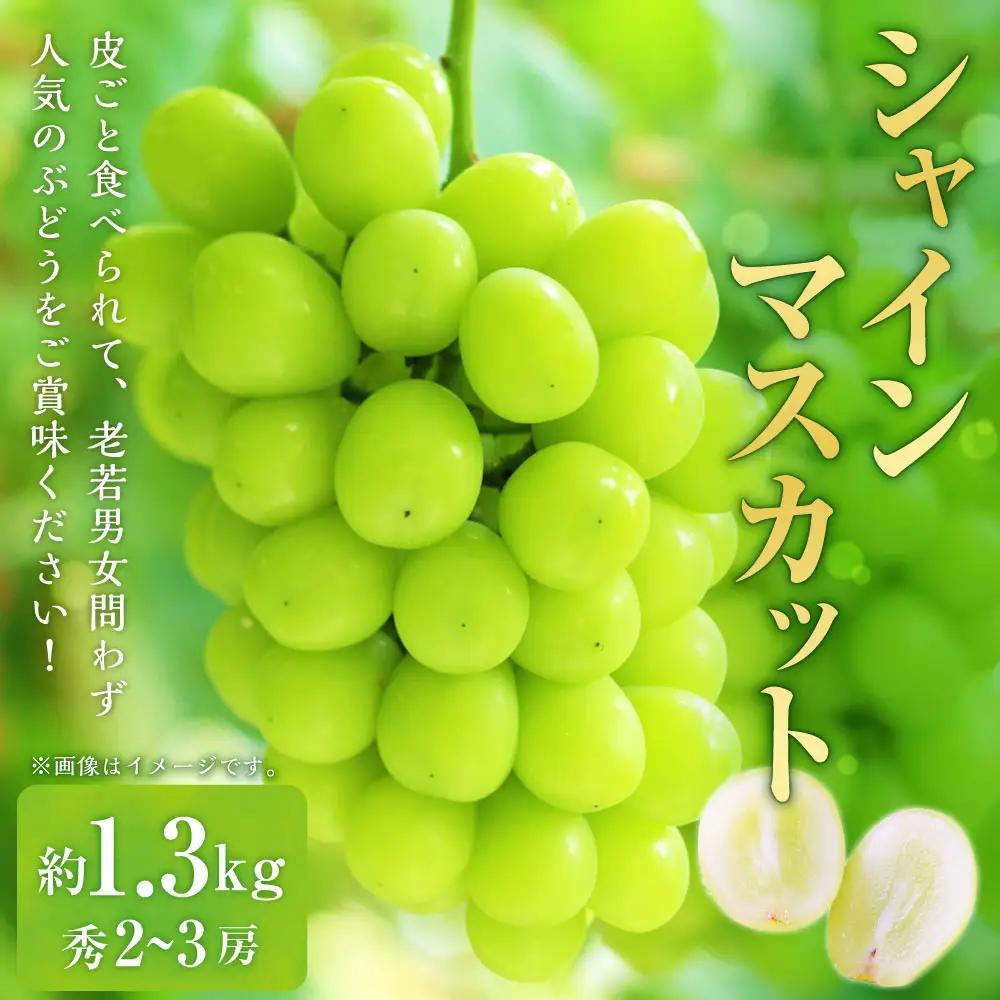 山形おきたま産シャインマスカット（秀） 2～3房 （約1.3kg） シャインマスカット マスカット 葡萄 フルーツ 果物 果実 冷蔵 山形県 白鷹町 【2026年9月下旬～10月上旬順次発送予定】