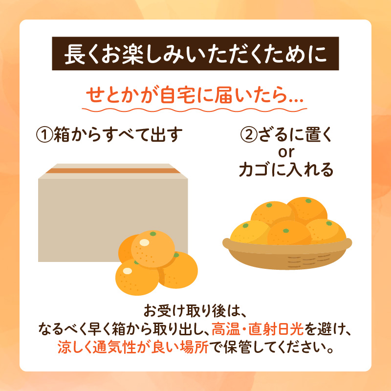 ≪内容量が選べる≫ 柑橘の大トロ せとか 先行予約 希少 期間限定 数量限定 フルーツ 果物 くだもの 柑橘 みかん オレンジ 令和8年発送 みかんジュース フルーツサンド 国産_S-CC29-23_