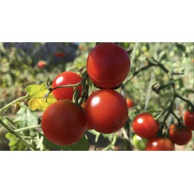 ふるさと納税 小豆島町 【自然農】季節のお野菜セット(約10品) |  | 02