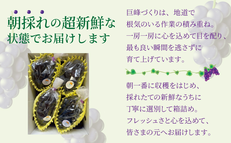 7月のぶどう屋さん 種なし巨峰 4房入り 1.5kg 松川果樹園 種無し巨峰 種なし たねなし きょほう ぶどう 葡萄 熊本県 宇城市産 冷蔵 送料無料 2025年7月上旬～2025年8月上旬発送予定