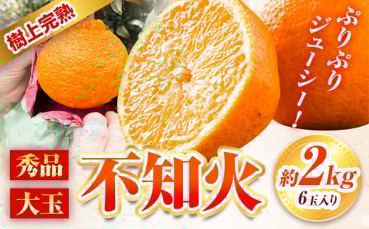 ＜先行予約＞ 秀品 大玉 不知火 ( デコポン と同品種) 約 2kg 6玉 紀農人株式会社《2026年2月末-4上旬頃出荷》 和歌山県 日高川町 果物 フルーツ 柑橘 蜜柑 柑橘類 旬 しらぬい