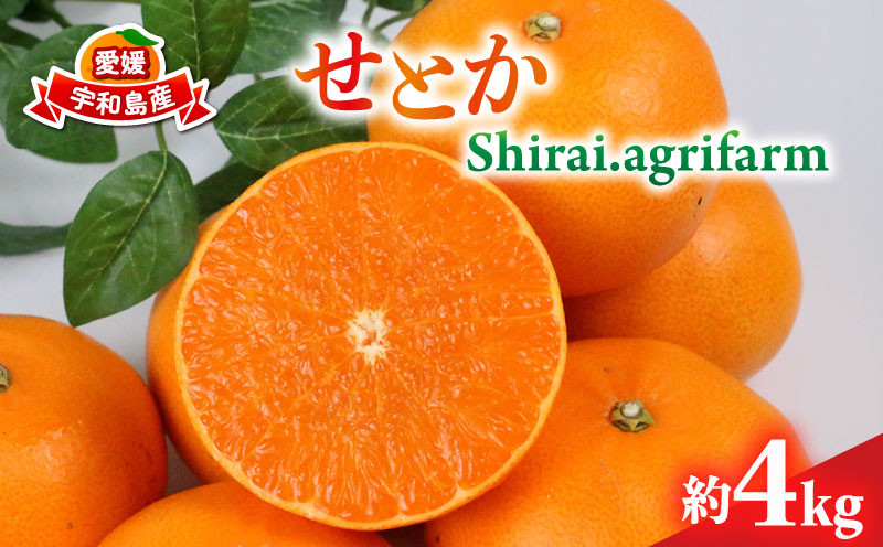 
                  せとか 約4kg L~3L サイズ Shirai.agrifarm （ セトカ みかん 蜜柑 柑橘 高級 果物 甘い フルーツ 宇和島市 愛媛県 ） B020-115006
                