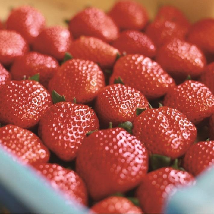 超特選☆いちご【まりひめ】2026年1月中旬から3月下旬まで発送【KF8】