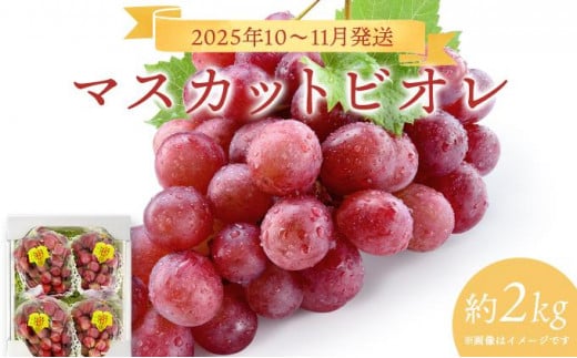 ＜2025年発送分 先行予約＞10月〜11月発送お土産マスカットビオレ2kg箱【029-a010】