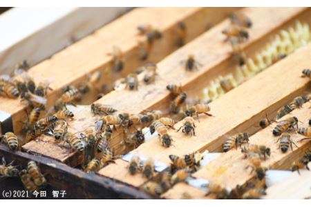 里地・里山のめぐみ 純粋ハチミツ（レンゲ） 1kg ＜数量限定＞