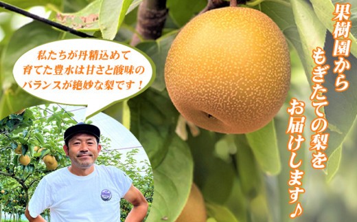 豊水は酸っぱい梨と思われがちですが、完熟のものは甘味が強く溢れる果汁は、口当たりがよくお勧めの品種です。