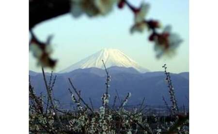 甲州小梅ぼし 昆布漬 計1kg（500g×2）ALPCG001