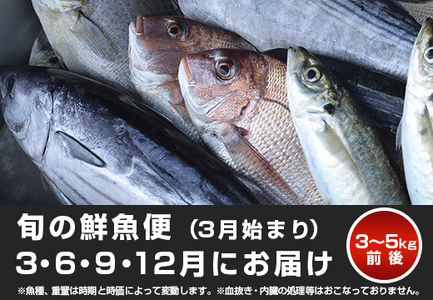 【定期便4回】山田さんちの鮮魚便(3月始まり)