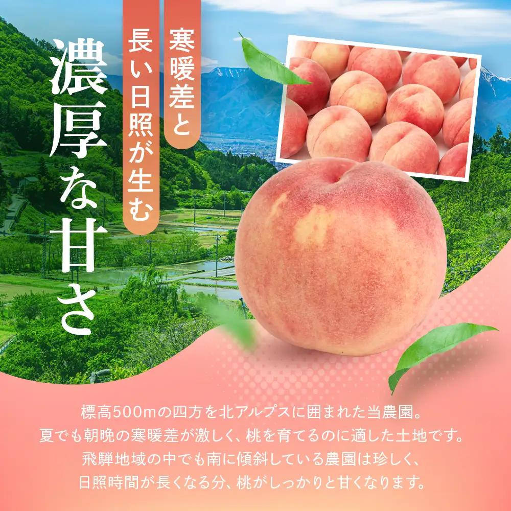 訳あり 桃 飛騨の桃（4-8玉）