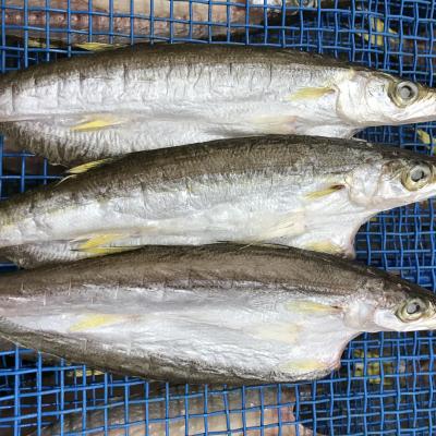 ふるさと納税 熊野市 ひもの詰め合わせ　しあわせセット |  | 01