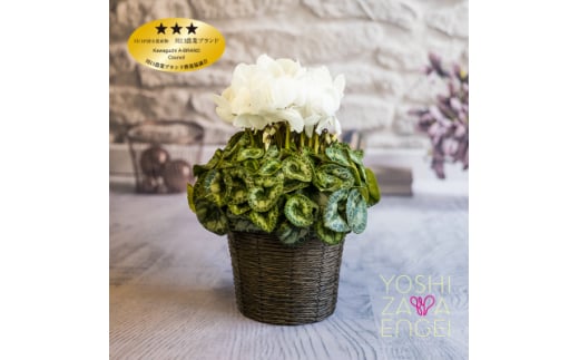 白系シクラメン　6号鉢　バスケット付き【1105007】