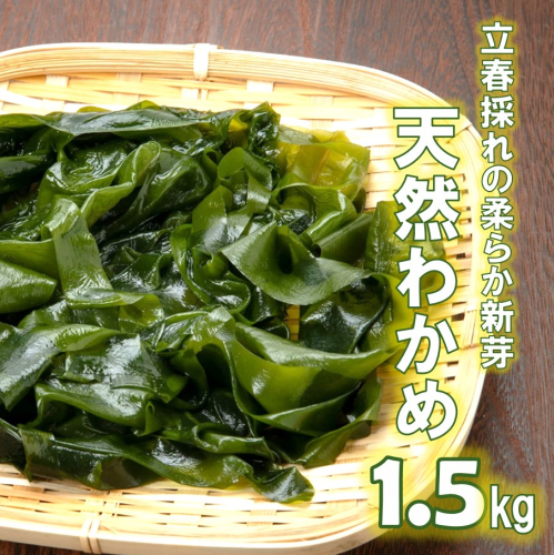 【令和8年発送/予約受付開始】立春採れの柔らか新芽!くにさき天然わかめ1.5kg_1443R
