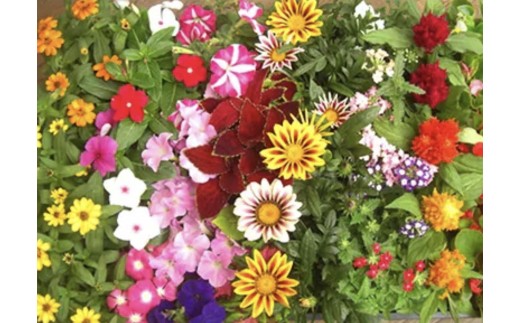 
            産地直送！夏の花壇苗４０個詰め合わせ
          