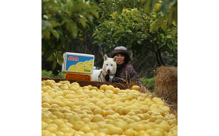 清家農園 文旦 5kg 家庭用（ジャム用）【特別栽培・農薬不使用】 ジャム