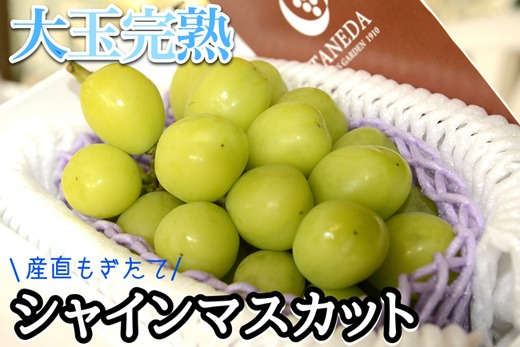 【令和8年発送・先行予約】大玉 シャインマスカット 700g（ぶどう ブドウ シャインマスカット シャイン マスカット フルーツ 果物 くだもの 旬 先行受付 2026 産地直送 限定）