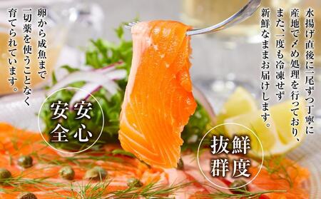 【冷蔵：真空パック】国産 琴浦グランサーモン 活〆 生フィレ 1kg（500g×2P）