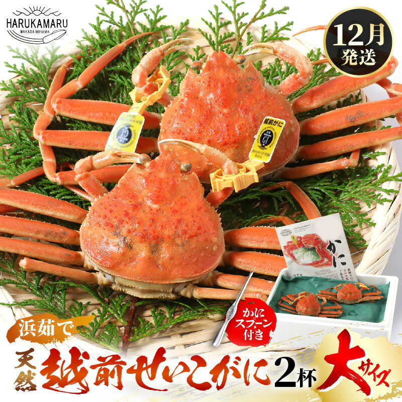 【ふるさと納税】【先行予約】≪浜茹で≫ 天然！越前 せいこがに 大サイズ× 2杯 (生の状態で1杯200g以上) かにスプーン付き！ 【2026年12月上旬以降順次発送予定】 はるか丸厳選！【冷蔵 本場の味 ボイル 蟹 茹で ずわいがに ズワイガニ 雌 メス】[m36-x008_12]