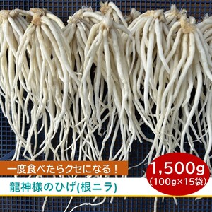 [2026年3月20日まで受付] 根ニラ[龍神様のひげ] 1,500g[100g×15袋]/ すわファーム 根ニラ 野菜 [91-02]