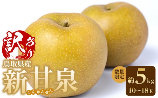 
            【先行予約】訳あり 数量限定 鳥取県産”新甘泉（しんかんせん） 約5kg （10～18玉）≪2026年9月中旬頃出荷≫
          