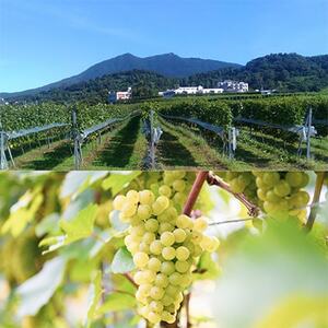 【離島・沖縄配送不可】つくばワイナリー ツインピークスブラン　750ml【配送不可地域：離島・沖縄県】【1691022】