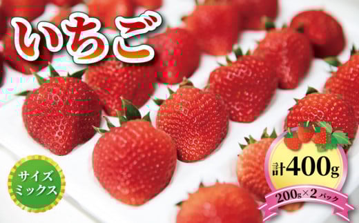 いちご 1種 400g (200g×2) 【1～5月お届け】 品種おまかせ フルーツ 果物 苺 イチゴ なつあかり 信大BS8-9 夏のしずく 夏の輝 すずあかね リアスター 夏苺 夏いちご 予約販売  三陸産 大船渡 国産 期間限定 季節限定 7000円