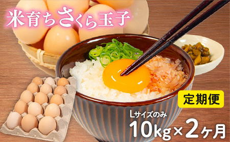 定期便 卵 10kg × 2ヶ月 割れ補償 5個 Lサイズ のみ 約 150個 × 2回 定期便 国産 米育ち さくら玉子 米育ちさくら卵 鶏 さくら コク 濃い 卵黄 風味 とれたて 生 たまご 地産地消  国産鶏 玉子 産みたて 新鮮 黄身 卵 かけ ご飯 たまご かけ ごはん 玉子 丼  卵 焼き すき焼き 目玉 焼き 玉子 スープ 茶碗蒸し ゆで たまご サンド 大容量 滋賀県