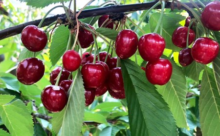 山形のさくらんぼ 紅さやか 約800g Lサイズ以上(200g×4) 【令和7年産先行予約】FS24-656くだもの 果物 フルーツ 山形 山形県 山形市 2025年産