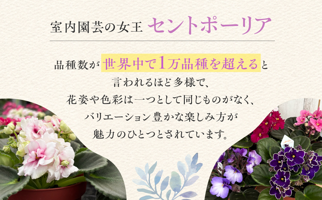 【ふるさと納税】産地直送 セントポーリア3鉢セット 四季咲き 花　家庭菜園 3.5号鉢 ポット苗 母の日 人気 おまかせ 室内　初心者　栽培　鉢植え　送料無料　ロイヤルグリーン　ガーデニング　土　趣味