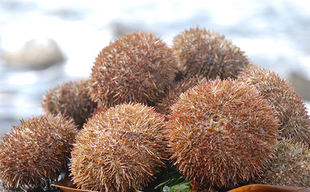 北海道 礼文島産 バフンウニ 蒸しうに 缶詰 100g×10缶［株式会社やまじょう］【 うに ウニ 雲丹 うに缶 バフンウニ ご飯のお供 珍味 おつまみ 贈答 ギフト 常温保存 】