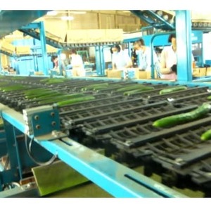 松きゅうり　5kg【配送不可地域：離島・北海道・沖縄県】【1218290】