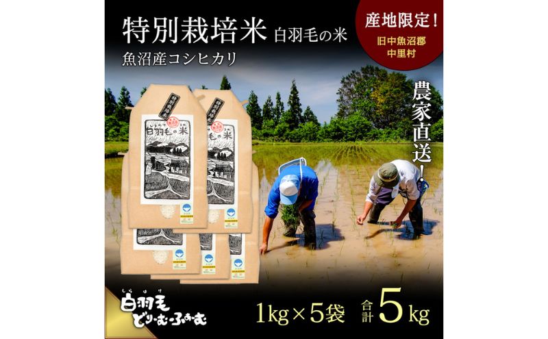 【通年受付】≪令和7年産≫ 農家直送！魚沼産コシヒカリ特別栽培「白羽毛の米」精米 (1kg×5袋) 5kg お米 白米 ご飯 