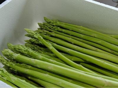 【先行予約】 天空のアスパラガス 「Premium」1kg 【2025年4~5月頃発送】