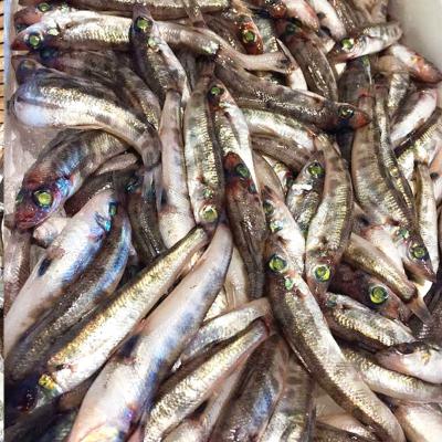 ふるさと納税 いわき市 いわき市の魚　めひかりの干物　24尾 |  | 01