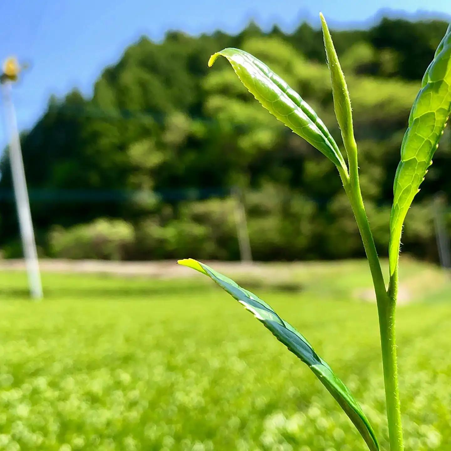 お茶 うれしの茶 特上煎茶2本/有限会社 原製茶園[UEJ003] お茶
