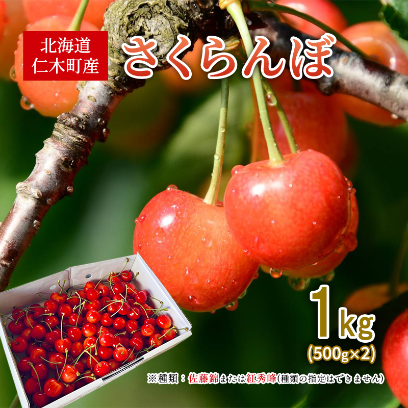 北海道 仁木町産 さくらんぼ 1kg （500g×2） 佐藤錦または紅秀峰 果樹 サクランボ チェリー フルーツ 果物 果物類 ギフト 仁木町 仁木 [くくり農園]